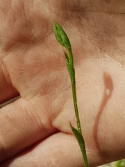 Pterostylis nigricans