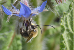 Eucera nigrescens