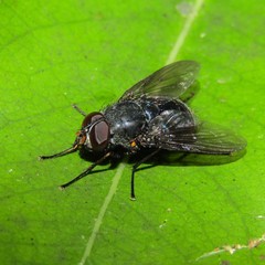 Calliphoroides antennatis
