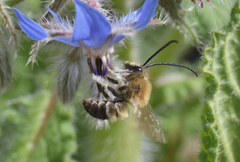 Eucera nigrescens