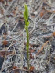 Pterostylis nigricans