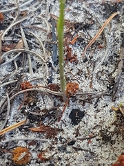Pterostylis nigricans
