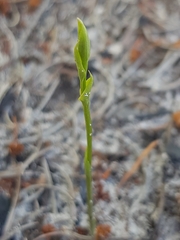 Pterostylis nigricans