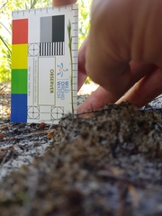 Pterostylis nigricans