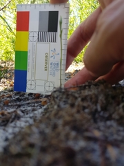 Pterostylis nigricans