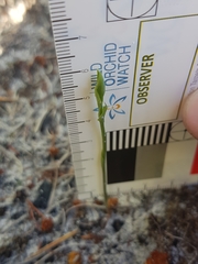 Pterostylis nigricans