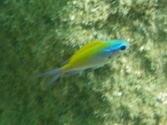 Chromis ovalis