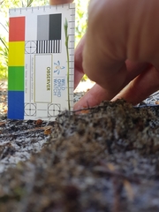 Pterostylis nigricans