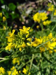 Callistochlora chloris