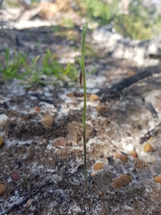 Pterostylis nigricans