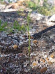 Pterostylis nigricans