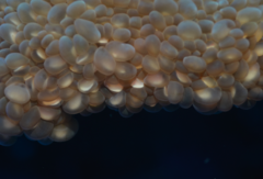 Physogyra lichtensteini