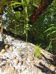 Pterostylis nigricans