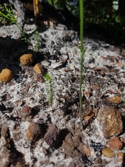 Pterostylis nigricans