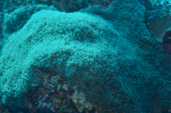 Physogyra lichtensteini