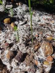 Pterostylis nigricans