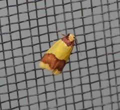 Heterallactis microchrysa