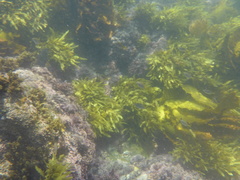 Phyllospora comosa