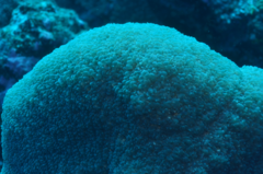 Physogyra lichtensteini