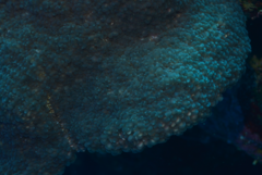 Physogyra lichtensteini