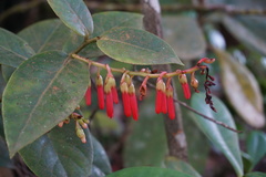Orthaea
