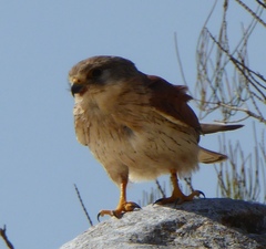 Falco cenchroides cenchroides