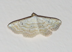 Oruza cariosa
