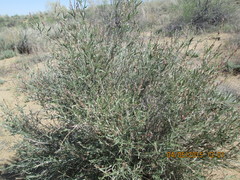 Astragalus ammodendron