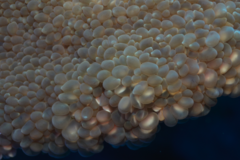 Physogyra lichtensteini