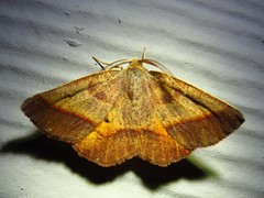 Metarranthis obfirmaria