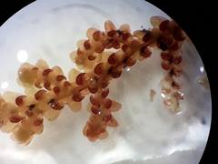 Frullania falciloba