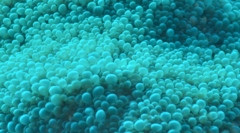 Physogyra lichtensteini