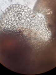 Frullania falciloba