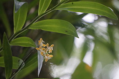 Epidendrum polyanthum