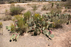 Opuntia rastrera