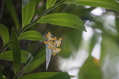 Epidendrum polyanthum