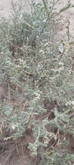 Heliotropium bacciferum
