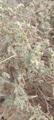Heliotropium bacciferum