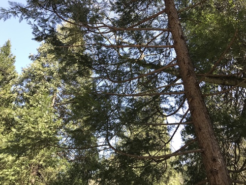 California incense-cedar