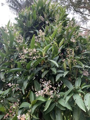 Miconia notabilis