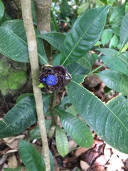 Palicourea glomerulata