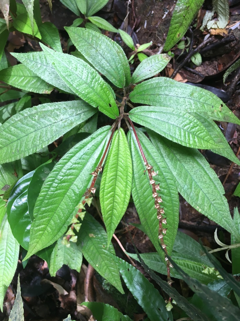 Triolena spicata