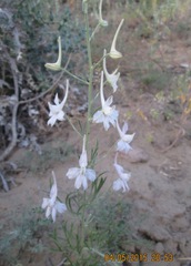 Delphinium camptocarpum