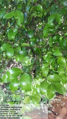 Gossia fragrantissima