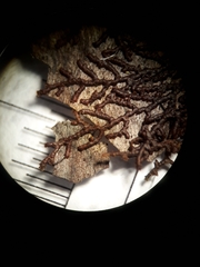 Frullania falciloba