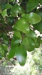 Gossia fragrantissima