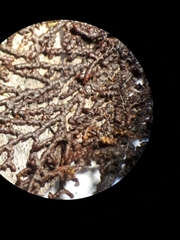 Frullania falciloba