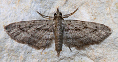 Eupithecia longidens