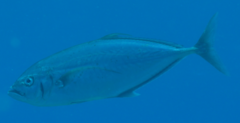 Craterognathus plagiotaenia