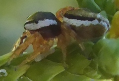 Pelegrina sabinema